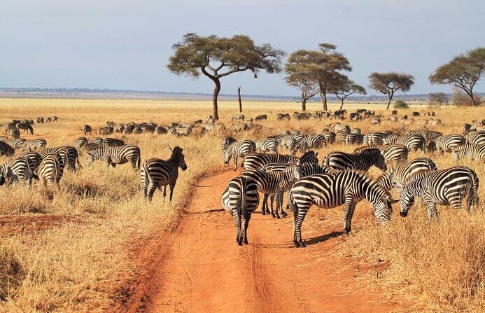 Safari Tanzania 3 days/ 2 nights