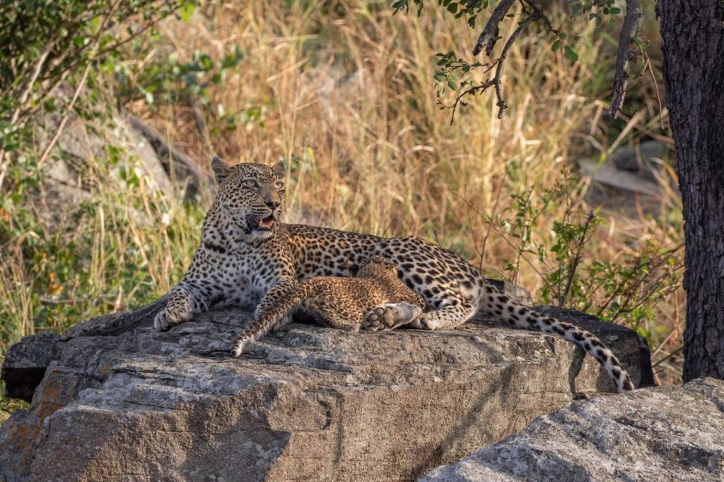What Are the Top 10 Animals to See on Safari in Africa?