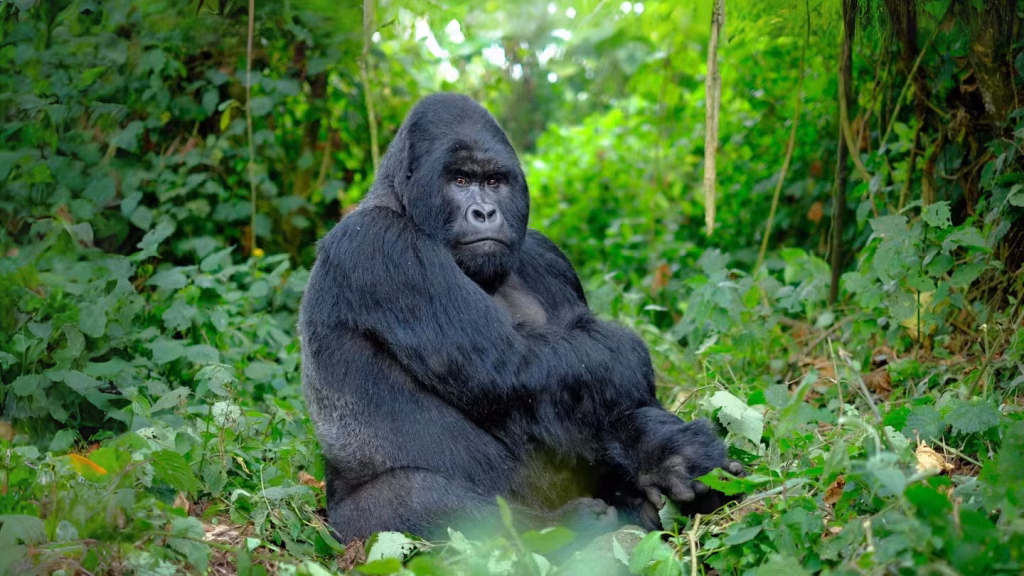 Your Guide to Gorilla Safaris in Rwanda, Uganda, and the DRC