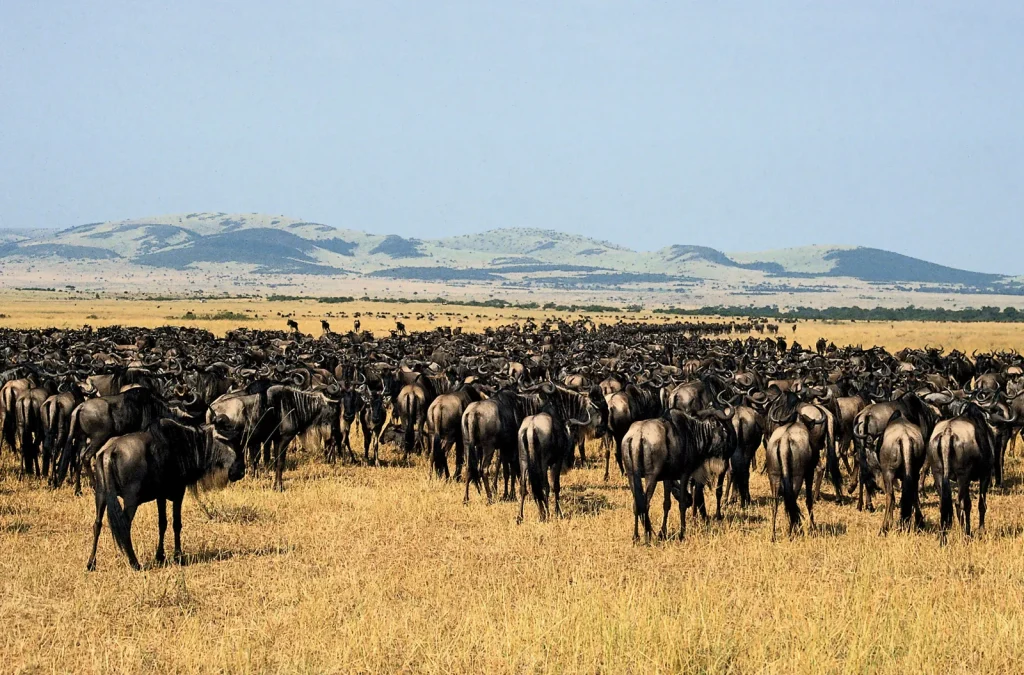 Tanzania's Safari Treasures: Must-Visit National Parks"
