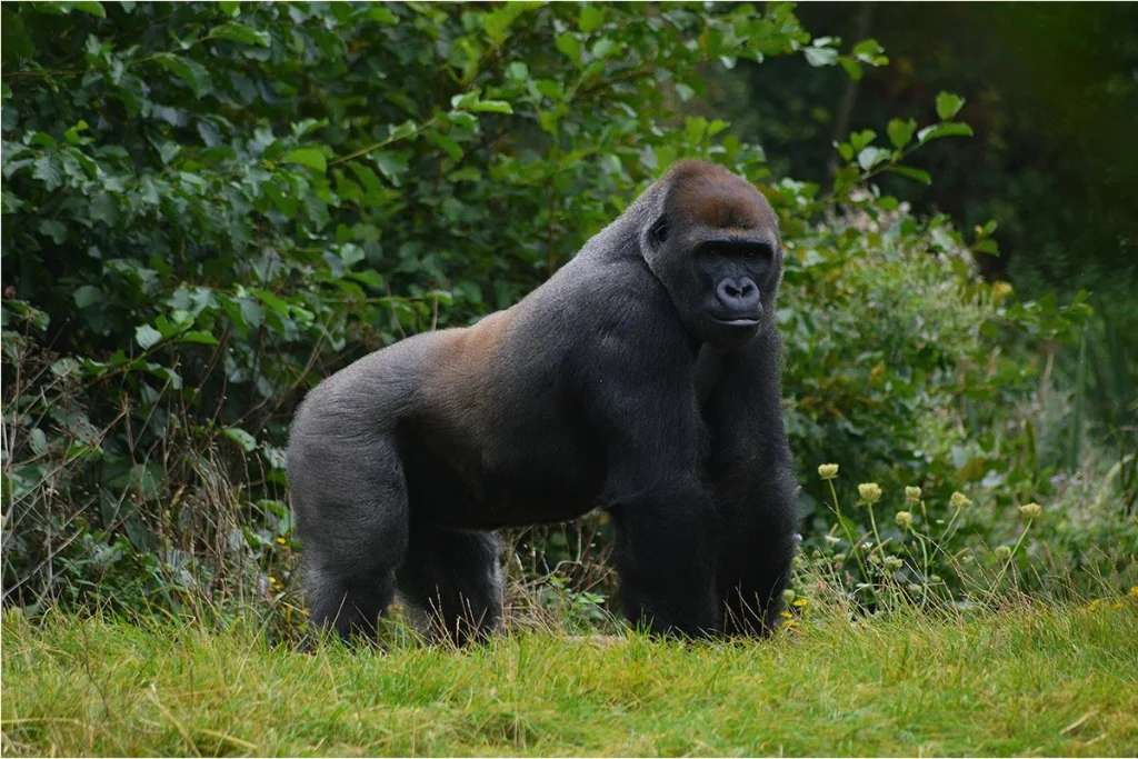 Top 5 African Safaris