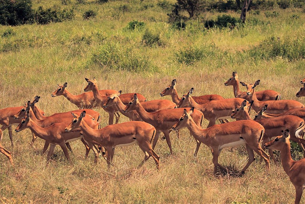 Tanzania's Safari Treasures: Must-Visit National Parks"