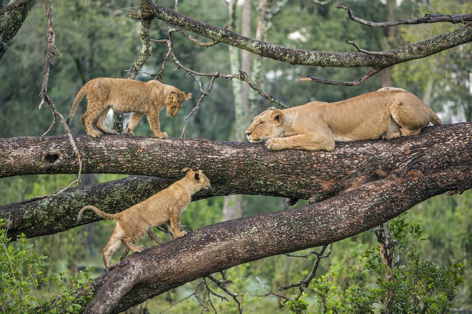 Most guests combine several national parks within a single safari itinerary.