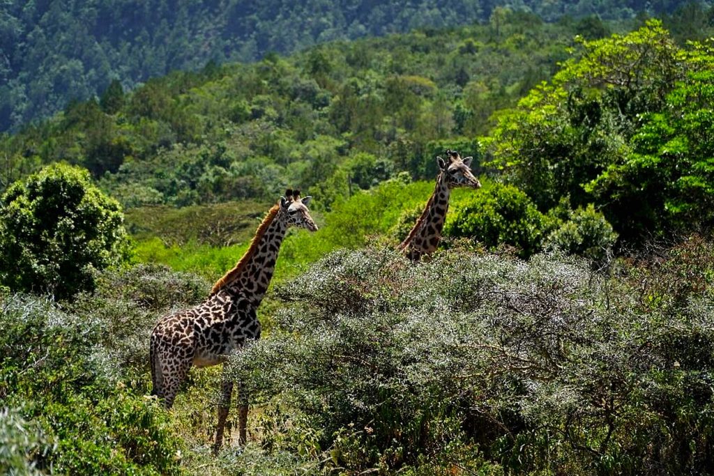 Tanzania's Safari Treasures: Must-Visit National Parks"