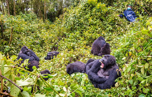 Your Guide to Gorilla Safaris in Rwanda, Uganda, and the DRC