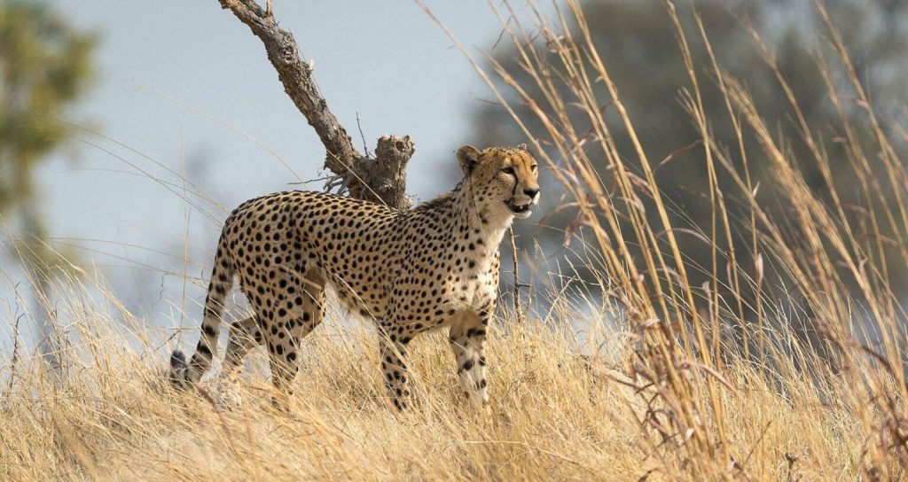 What Are the Top 10 Animals to See on Safari in Africa?