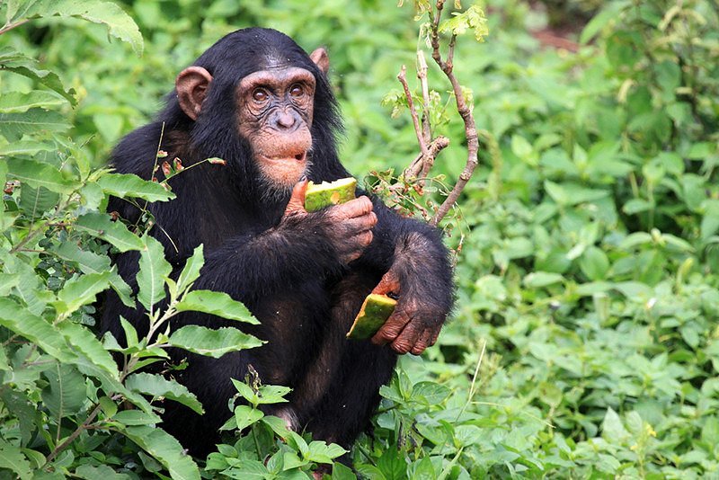 Tanzania's Safari Treasures: Must-Visit National Parks"
