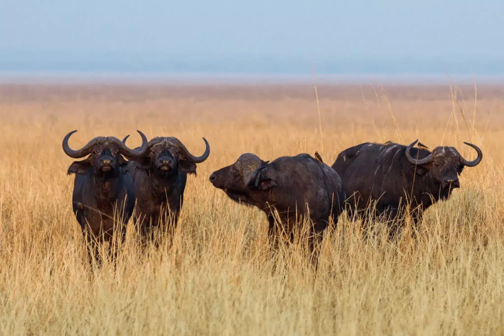 Tanzania's Safari Treasures: Must-Visit National Parks"