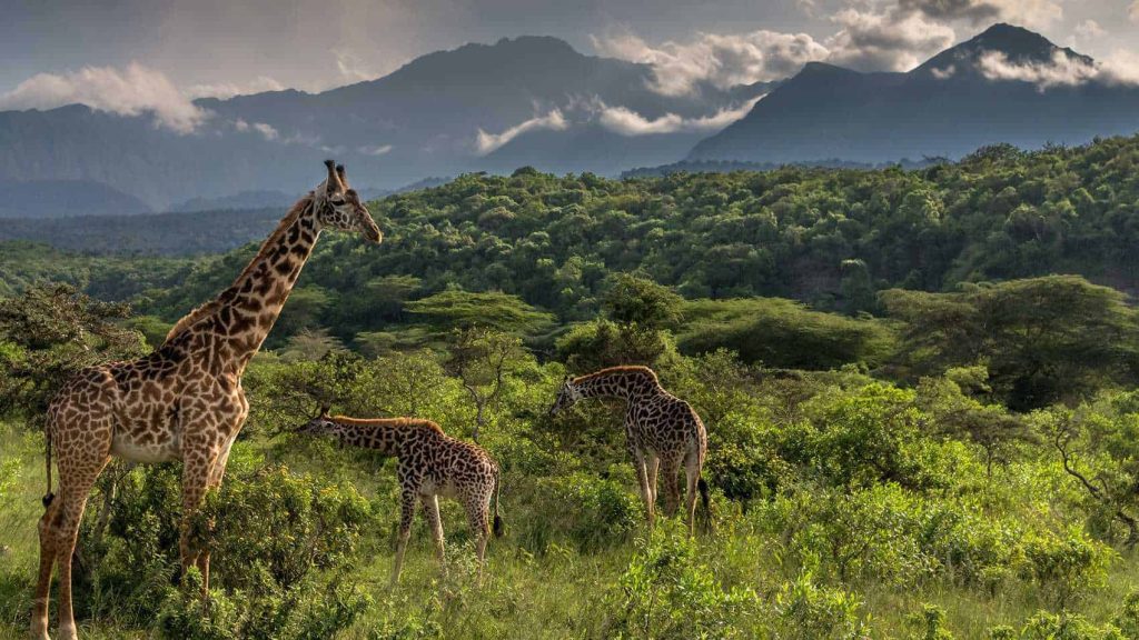 Top Adventure Destinations in Tanzania for Thrill Seekers