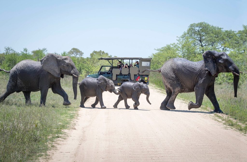 Top 5 African Safaris