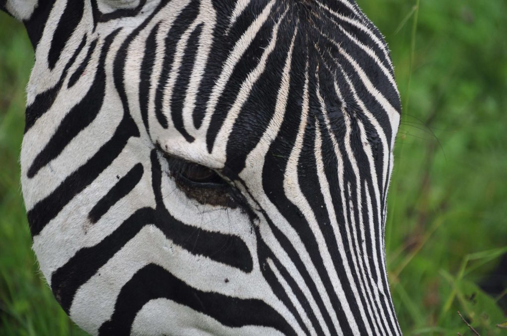 Top Adventure Destinations in Tanzania for Thrill Seekers