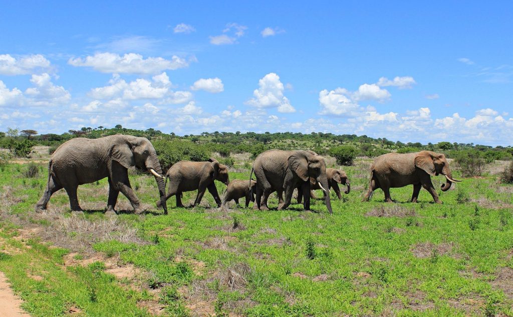 Top Adventure Destinations in Tanzania for Thrill Seekers