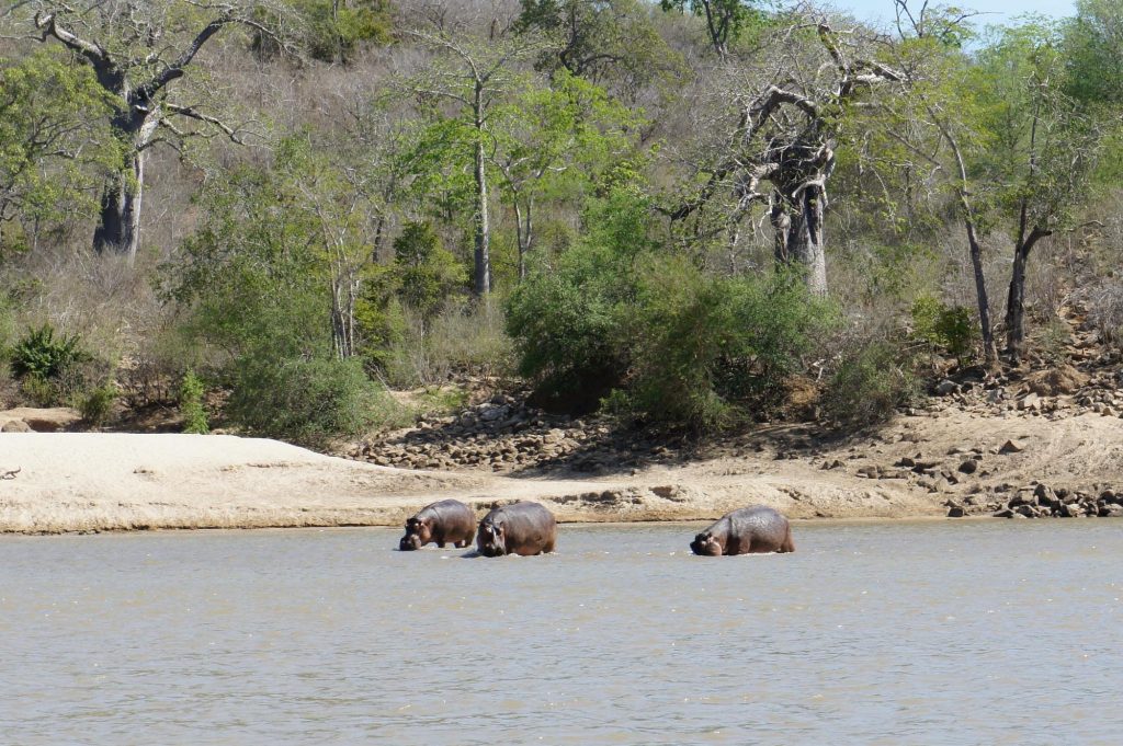 Tanzania's Safari Treasures: Must-Visit National Parks"