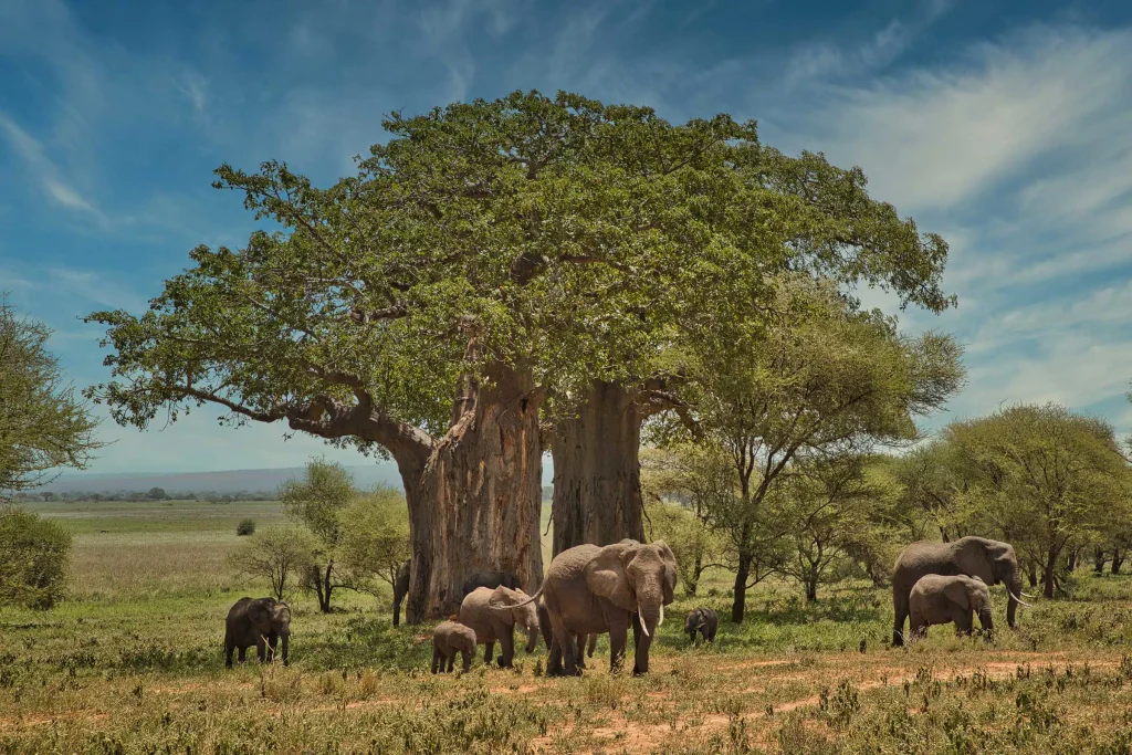Tanzania's Safari Treasures: Must-Visit National Parks"