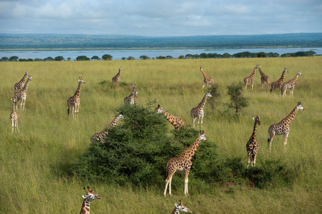 Did You Know These Amazing Facts About Giraffes?