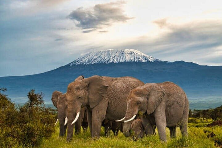 Why Should You Visit Amboseli National Park? A Complete Safari Guide