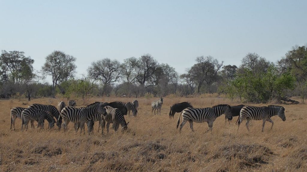 The Ultimate Guide to Botswana’s Okavango Delta