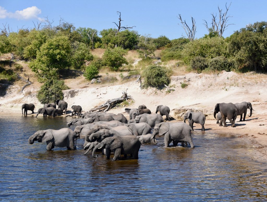 What Is It Like to Walk With Elephants in Botswana's Okavango Delta?
