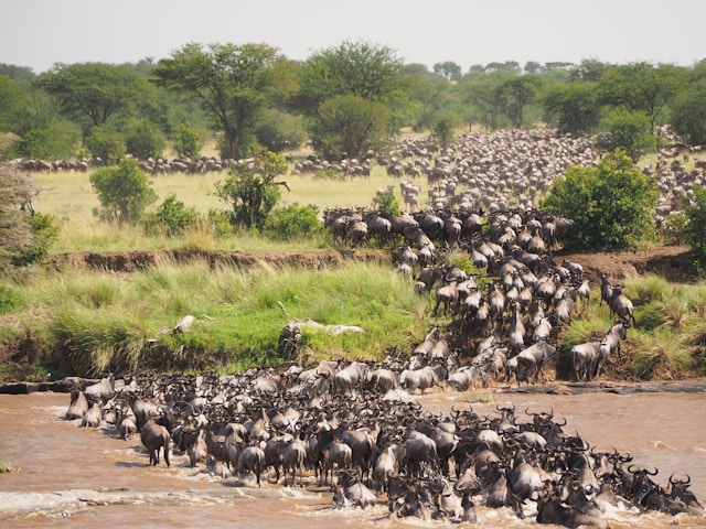 How Do You Get from the Maasai Mara to the Serengeti?