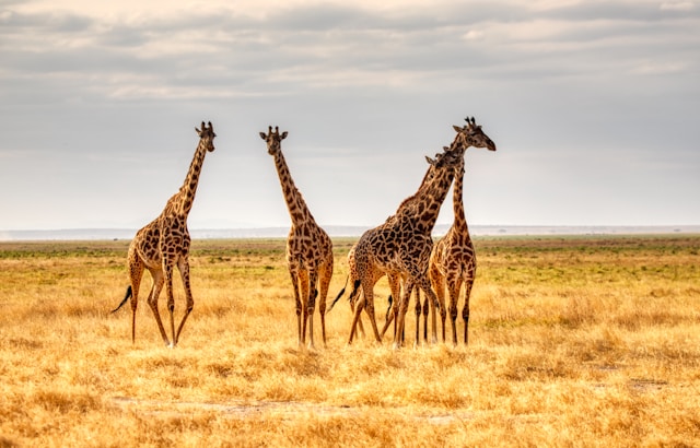 Did You Know These Amazing Facts About Giraffes?