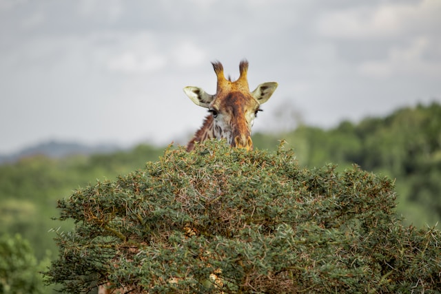 What Makes Arusha National Park and Mount Meru One of Tanzania’s Best Adventures?
