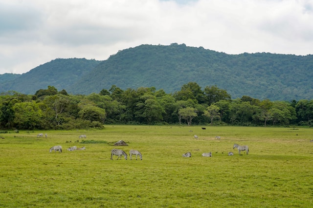 What Makes Arusha National Park and Mount Meru One of Tanzania’s Best Adventures?