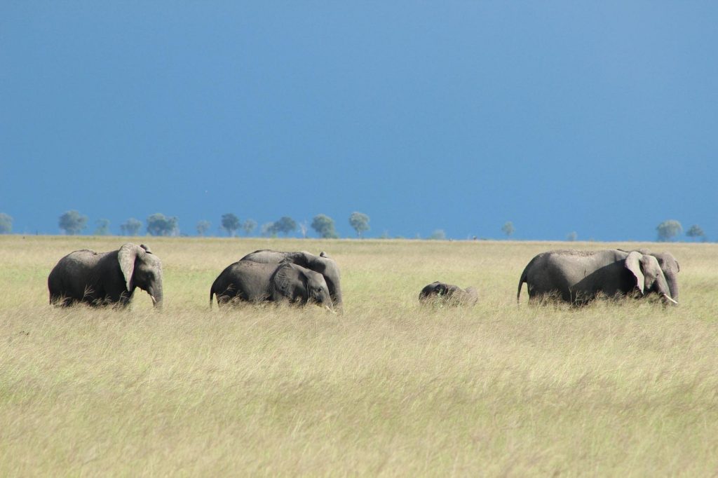 What Is It Like to Walk With Elephants in Botswana's Okavango Delta?
