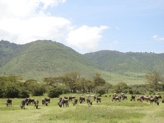 What is the weather like in Tanzania throughout the year?