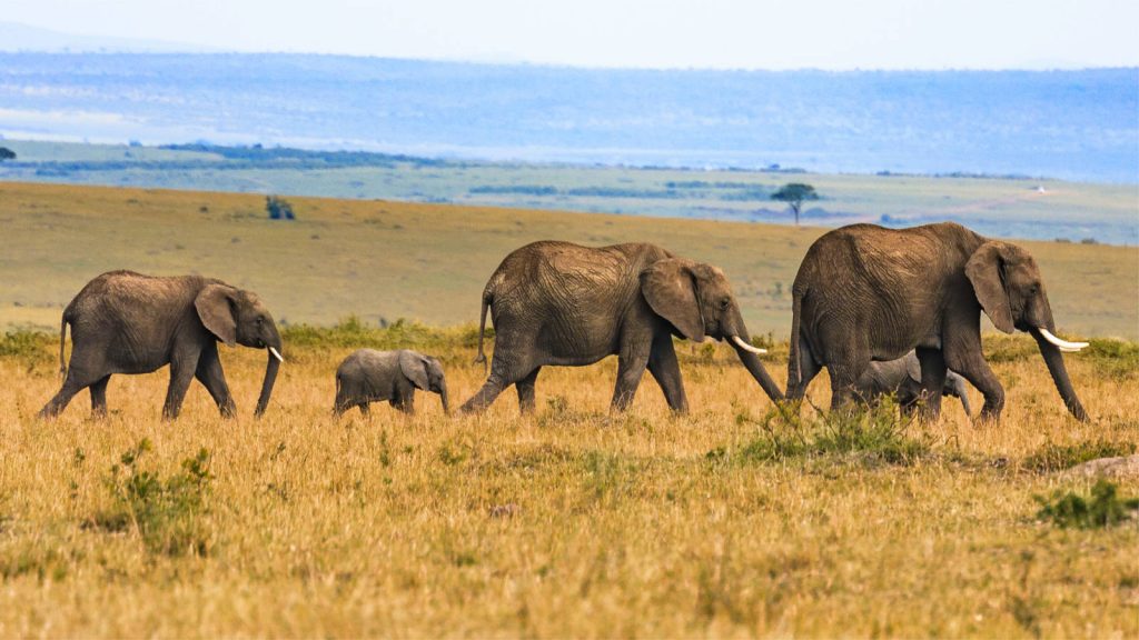 What Is It Like to Walk With Elephants in Botswana's Okavango Delta?