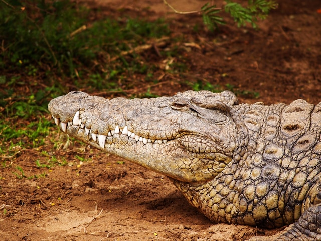 What Are the 10 Most Fascinating Facts About Africa’s Wildlife?