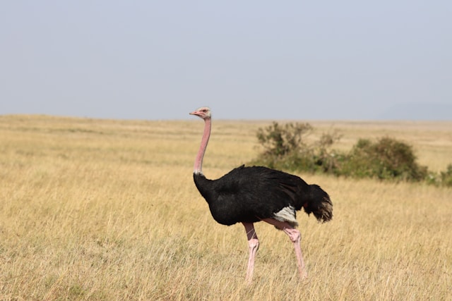 What Are the 10 Most Fascinating Facts About Africa’s Wildlife?