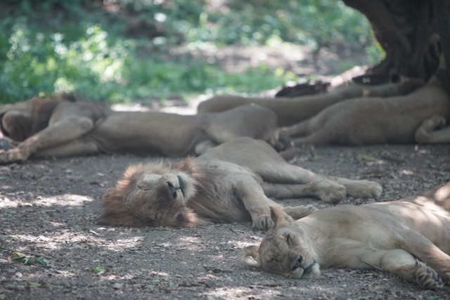 What Are the 10 Most Fascinating Facts About Africa’s Wildlife?