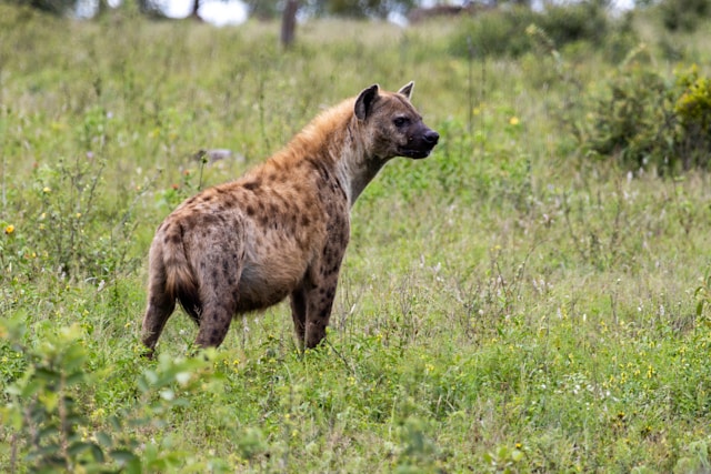 What Are the 10 Most Fascinating Facts About Africa’s Wildlife?