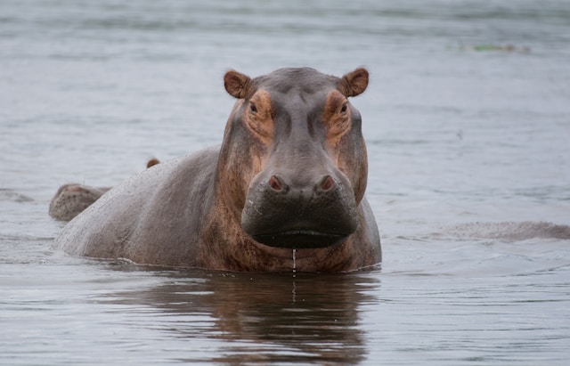 What Are the 10 Most Fascinating Facts About Africa’s Wildlife?