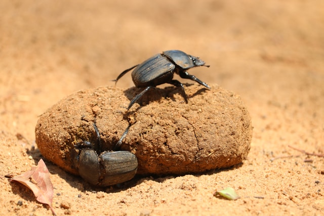 What Are the 10 Most Fascinating Facts About Africa’s Wildlife?
