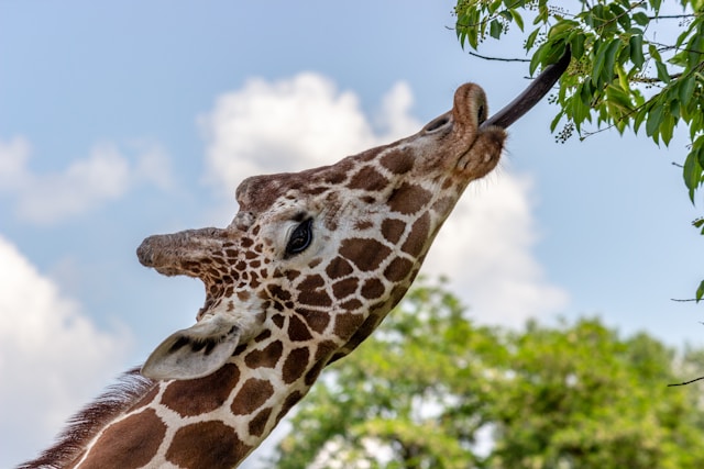 What Are the 10 Most Fascinating Facts About Africa’s Wildlife?