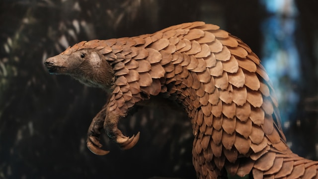 What Are the 10 Most Fascinating Facts About Africa’s Wildlife?