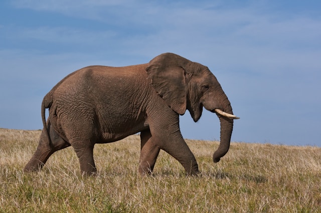 What Are the 10 Most Fascinating Facts About Africa’s Wildlife?