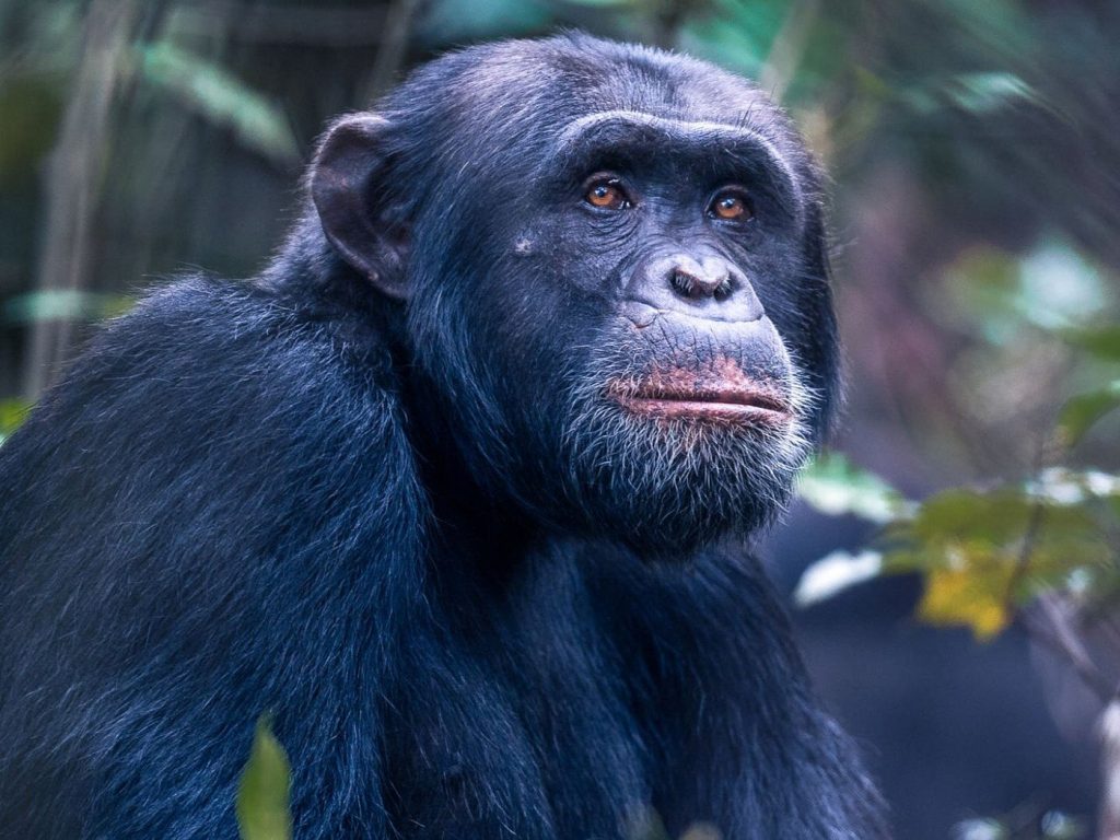 Embark on a Chimpanzee Habituation Adventure in Rubondo Island National Park